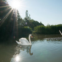 Schwan im Vogelbiotop