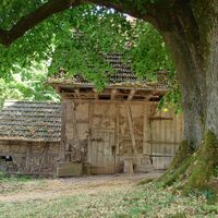 Alte Linde mit umliegendem Hof in Rötenbach