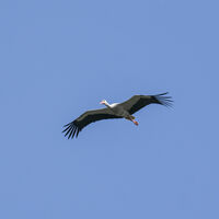 Storch