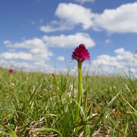 Kohlröschen blühen auch zu Hauf