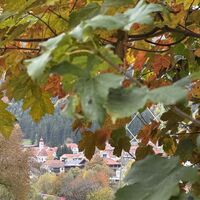 uebelbach-alter-markt-blick-durch-blaetter.jpg