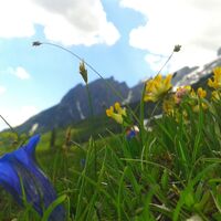 Enzian im Riedingtal