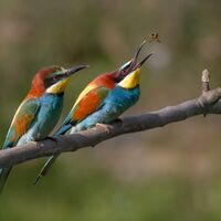 Bienenfresser (Merops apiaster)