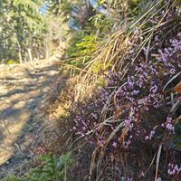 Auf der Eibleckalm blühen die ersten Erika.