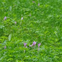 Herbstzeitlosen an der Muschwitz