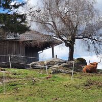 31.9 km Schottisches Wildrind bei Liebenau