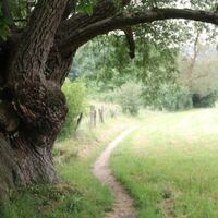Baum Moormeile