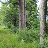Naturnaher Waldpfad