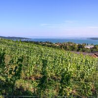 Reben Weingut Kress in Überlingen