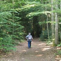 Immer wieder gibt es ruhige Passagen durch den Wald