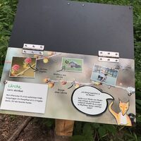 Schlaufuchspfad Lärche