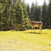 Reh Grillplatz am Wildgehege