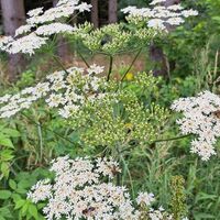 Flora: