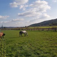 Pferdekoppel am Raabtalradweg in der Oststeiermark