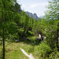 der Steig wird schöner, doch er wird nochmal steiler bis man schließlich bei der Forststraße den Steig hinter sich lässt