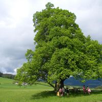 Gschaider Sattel_Linde_Oststeiermark