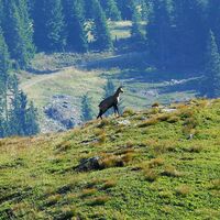 Saualpe- Gemse am Gertrusk