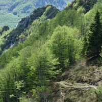 Durch Buchenwälder zurück zum Pass Tanamea.