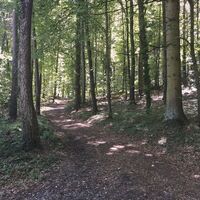 Waldweg zwischen Güttingen und Liggeringen