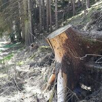 Zwischen Teichleite und Eichleite