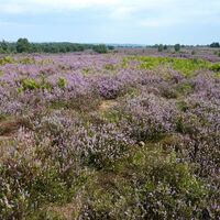Mehlinger Heide