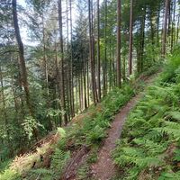 Saumpfad hinter der Burgruine