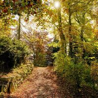 Felsenweg auf dem Bürgenstock im Herbst
