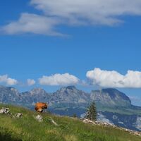 Prodalp - Panüöl - Fursch