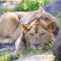 Ausflugszieletipp: Tierwelt und Gartenschloss Herberstein
