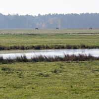 Pferde grasen auf den Sudewiesen