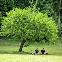 Wildschönau Auffach Holzweg @