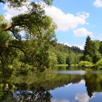 Auwald an der Saale