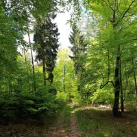 Abstieg vom Röderkopf bei Münchweiler an der Rodalb