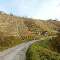 Benninger Weinberge