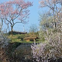 Unterhalb des Panoramaweges in Gimmeldingen