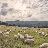 Schafherde, im Hintergrund der Ettelsberg