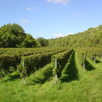 Weinreben im Berntal zwischen Kallstadt und Herxheim am Berg
