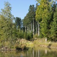 Waldsee