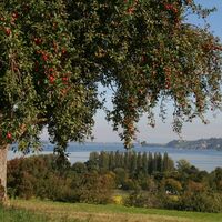 Streuobstwiese am Radweg Horn-Gaienhofen