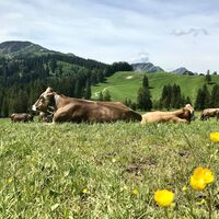 Bergsommeridylle am Seifenmoos