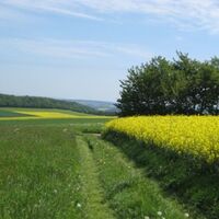 Rapsfeld am STUMM-Orgel-Weg
