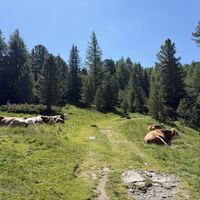 Die Almkühe sind Wanderer offenbar gewöhnt und total tiefenentspannt