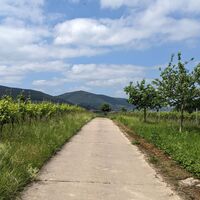 Durch die Weinberge auf dem Gemarkungsrundweg