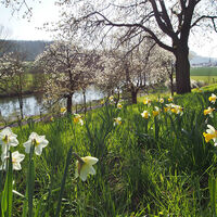 Frühlingswiese an der Werra bei Falken