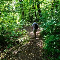 Waldweg - Meiningen