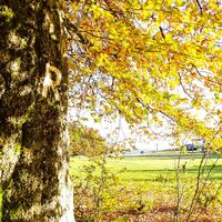 Rennsteig Herbst