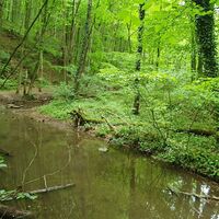 Urwald