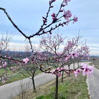 Mandelblüte in Sternenfels