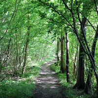 Nordic Walking-Trail im Wald in der Nähe der Muttergottes-Grotte