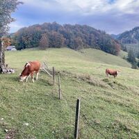 Kruckenbrettl - Trail